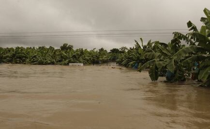 Tabasco: lluvias dañan 7 mil 500 hectáreas de cultivo