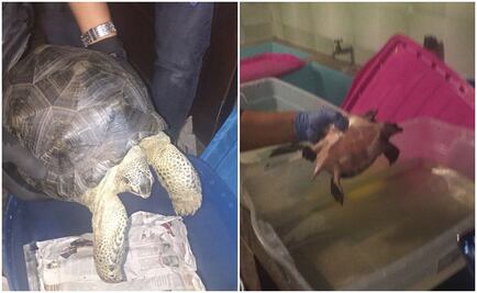 Rescatan a dos tortugas en Azcapotzalco; detienen a uno por delitos contra la biodiversidad