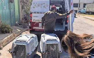 Dan atención a 195 animales de compañía en lapso de un mes