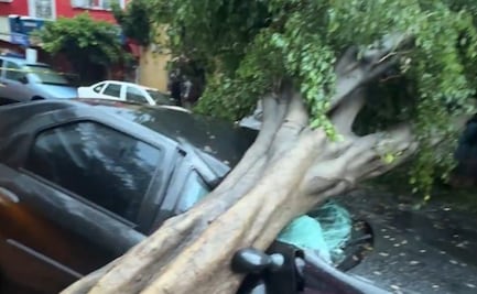 Mauricio Tabe reporta más de 180 árboles caídos por fuertes lluvias en Miguel Hidalgo; activan Operativo Tormenta