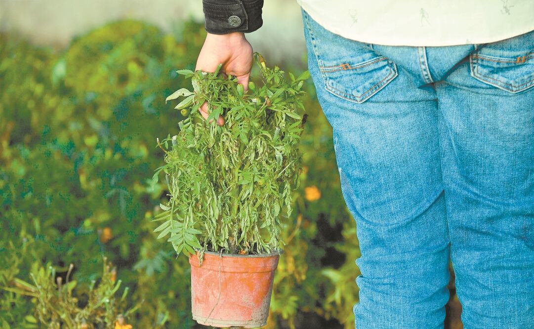 La base de Iluminat es la energía por la fotosíntesis. Foto: ARCHIVO EL UNIVERSAL