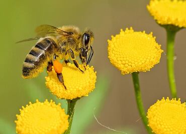 Un hombre muestra como es viajar en auto con un enjambre de abejas y explica el peculiar motivo