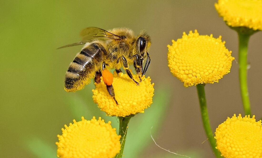 Abeja. Fuente: Pexels