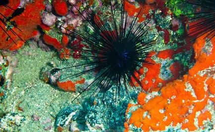 Cambio climático arrebata el color de los arrecifes de coral
