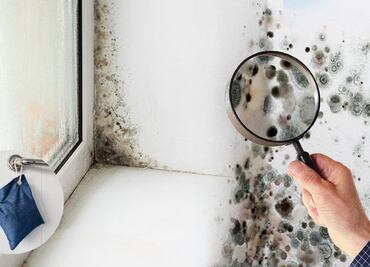 ¿Humedad en casa? Así puedes hacer un deshumidificador casero