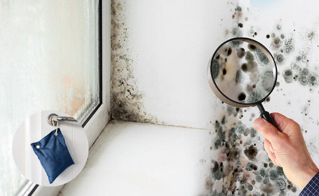 La humedad en casa no solo es incómoda, sino que también puede tener efectos negativos en la salud y en la estructura de la vivienda.
Foto: El Universal