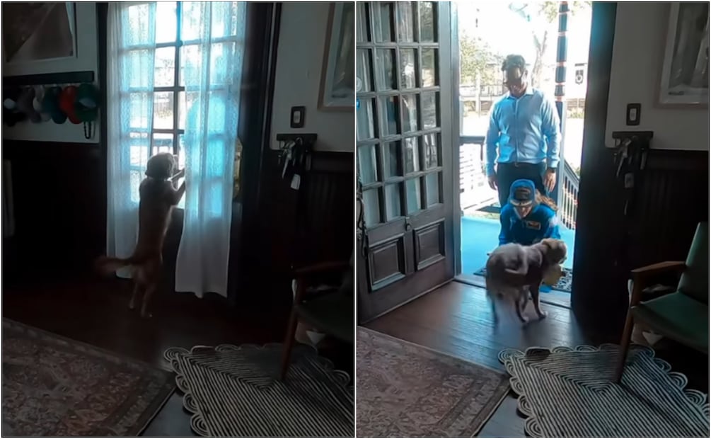 Al inicio del video se ve a la perrita ya esperando con ansias a Koch. Foto: Instagram @astro_christina