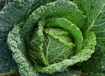 Verdura que ayuda a reducir el colesterol