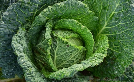 Verdura que ayuda a reducir el colesterol