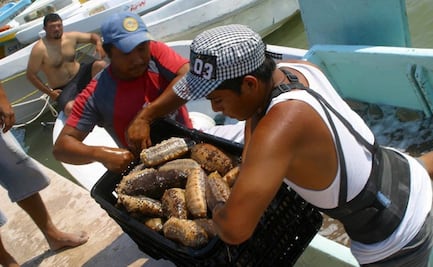 Científicos en Yucatán alertan por sobreexplotación de pepino de mar