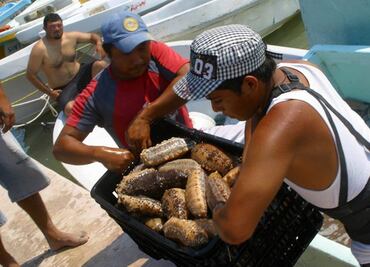 Científicos en Yucatán alertan por sobreexplotación de pepino de mar