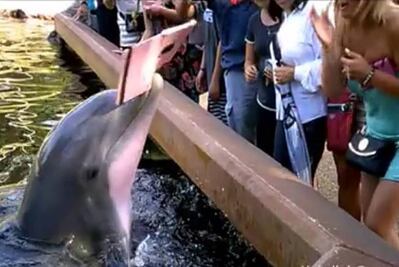 Delfín roba iPad a mujer que intentaba tomarle una foto