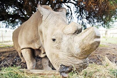 China reanudará la legalización de productos a base de rinoceronte y tigre
