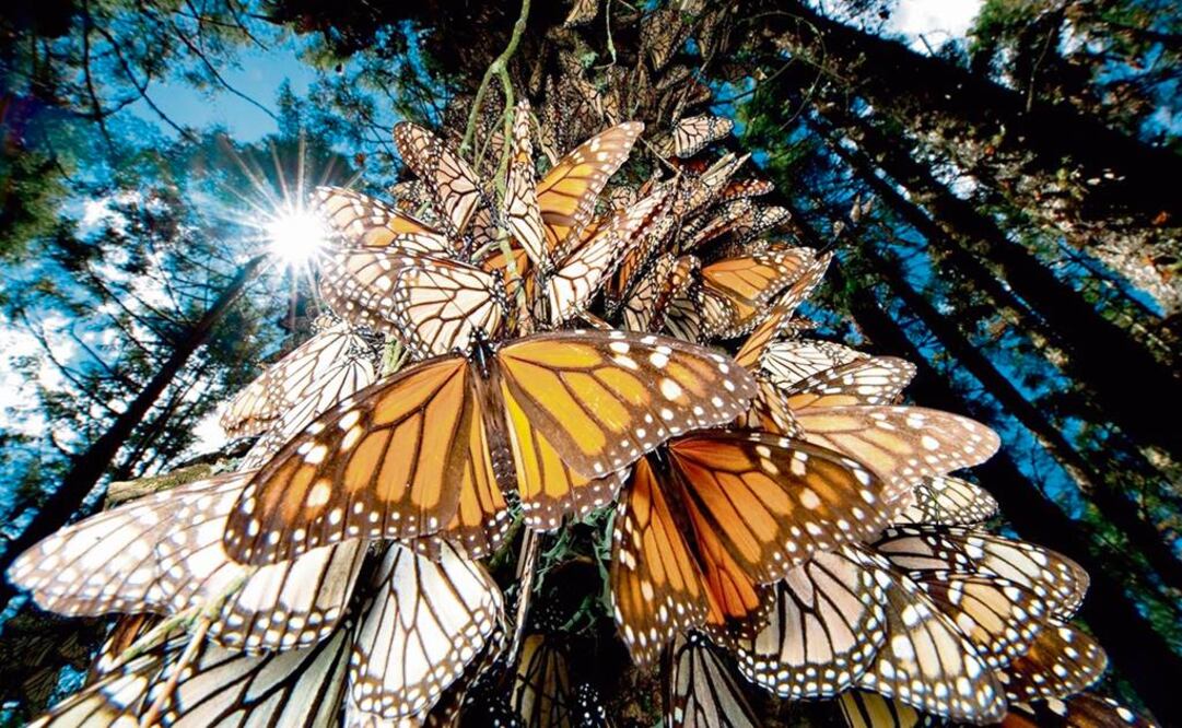 Intelectuales piden a Peña, Obama y Trudeau salvar a la mariposa monarca