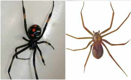 IMSS alerta por presencia de viudas negras y violinistas en estados