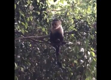 Planean usar dron para capturar a mono capuchino en Lomas de Chapultepec