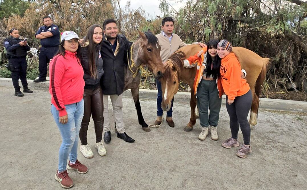 Esta tarde fueron encontrados 2 caballos sustraídos de Burrolandia México. Foto: Fundación Toby