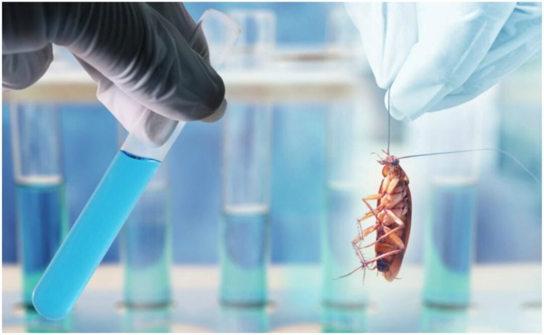 La granja usa AI para mejorar la producción de cucarachas y mantener la colonia gigante