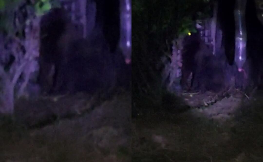 Por medio de redes sociales circula un video en donde se ve al animal merodeando. Foto: Especial