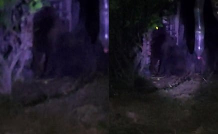 ¿Ya encontraron al gorila de Hidalgo? Esto dicen las autoridades