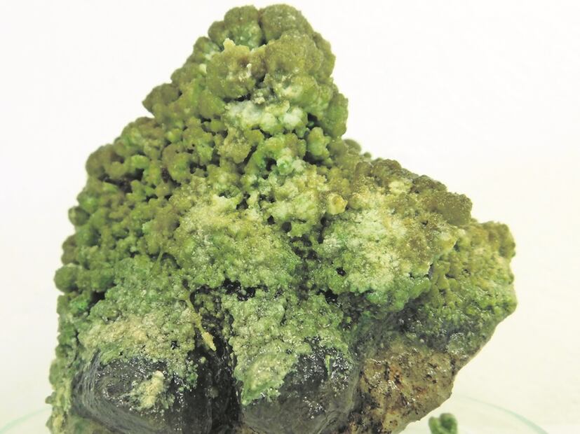 Desde cónicos hasta parecidos a hongos, los estromatolitos tienen gran variedad de formas. Foto: Arturo Bayona