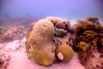 Síndrome Blanco se extiende a arrecifes del Caribe Mexicano 