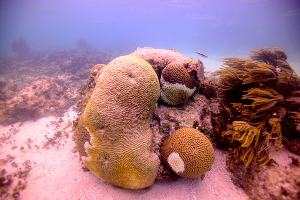 Foto: Cortesia Adaptur