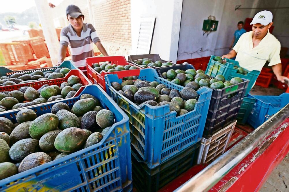 El precio del kilo de aguacate alcanzó hasta 90 pesos, y aunque ahora cuesta de 50 a 60 pesos, se prevé que su cotización baje todavía más (ARCHIVO EL UNIVERSAL)