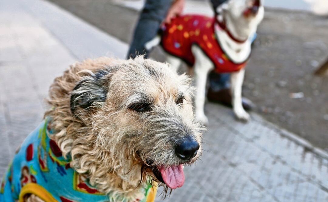 During this season, you should avoid sudden temperature changes for your pet, specially if you have fish or reptiles - Photo: Esteban Felix/AP