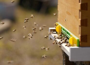 Abejas de la Isla de Pascua se perfilan como la salvación del planeta: hacen la miel más pura
