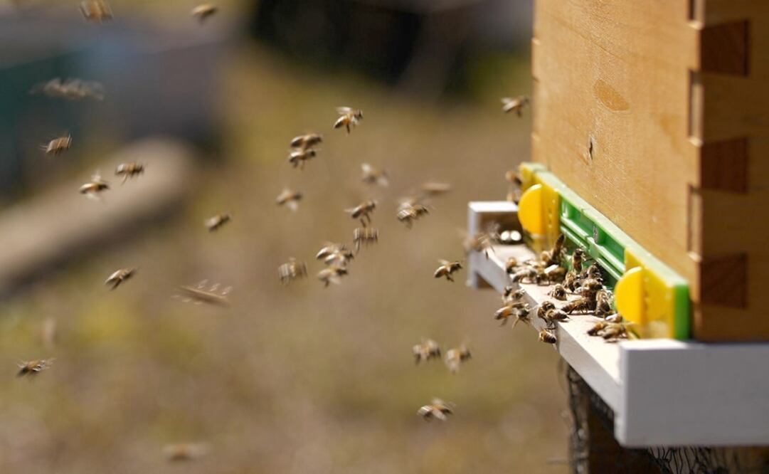 Abejas en sus colmenas en Isla de Pascua, (Chile). Foto: EFE