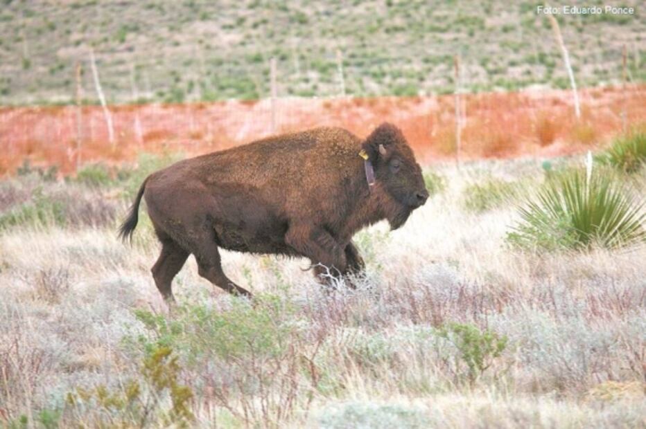 Bisonte americano, de vuelta tras un siglo