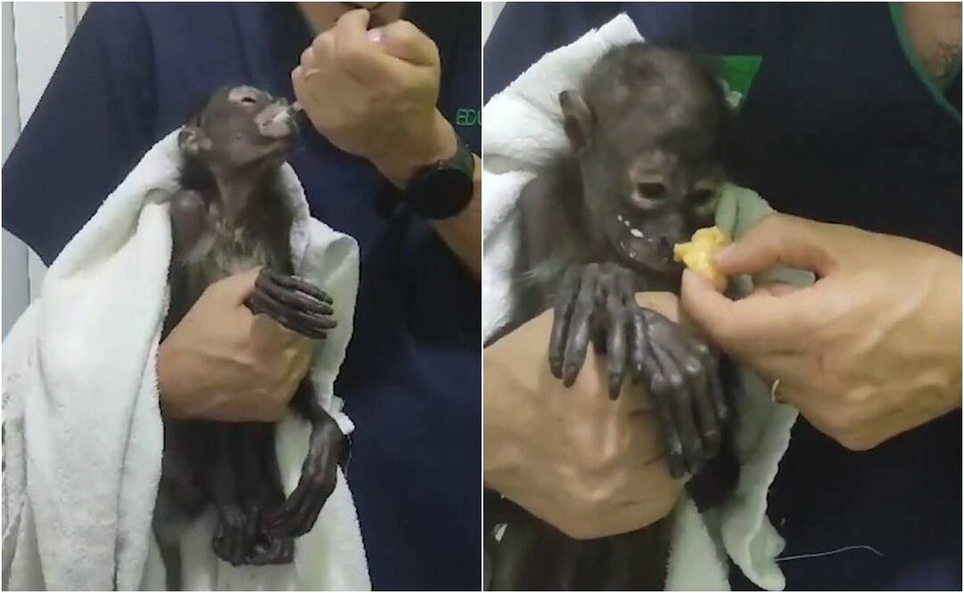 A la cría de la especie Ateles geoffroyi se le aplicó un régimen de cuidados que incluyen una dieta especial y suplementos nutricionales. Foto: captura de pantalla
