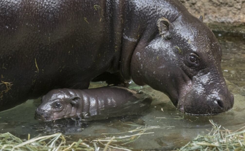 Por primera vez en 30 años, nace hipopótamo pigmeo en Zoológico de San Diego