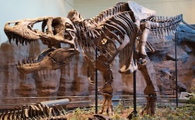 Los dientes del T. rex revelan que era de sangre caliente