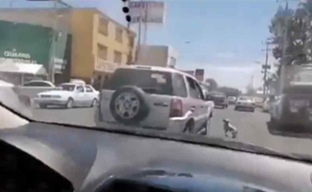 El perrito persiguiendo a la mujer que lo abandonó en el centro de Guadalajara Foto: Especial