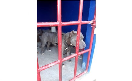 Encarcelan a perro en Chiapas; lo acusan de atacar a 3 personas