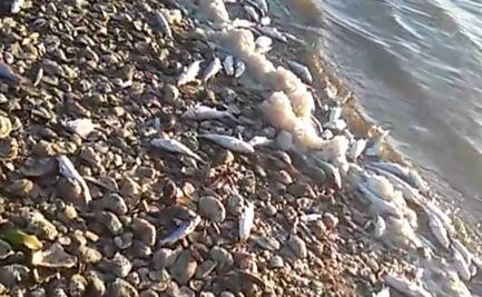 Pescadores recolectan 5 toneladas de peces muertos en Sinaloa