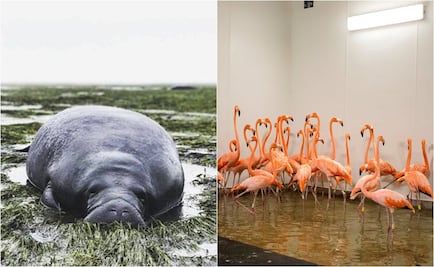 Video. Animales afectados por “Irma” ganan corazones en Internet