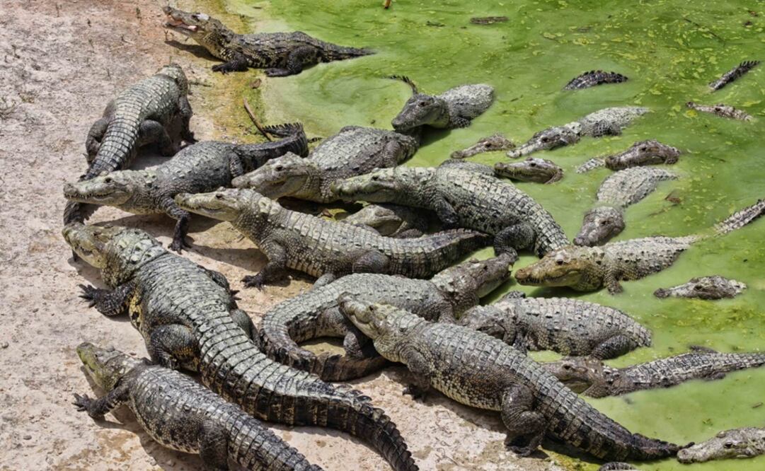 Indonesia busca que cocodrilos custodien cárcel
