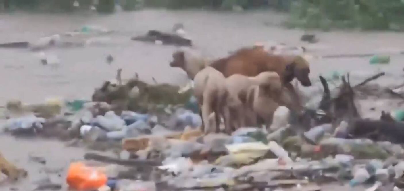 Perros atrapados tras el paso del huracán Beryl. Foto: @JorgeManzaSV