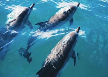 Rusia está entrenando delfines de combate en Crimea, según la inteligencia británica