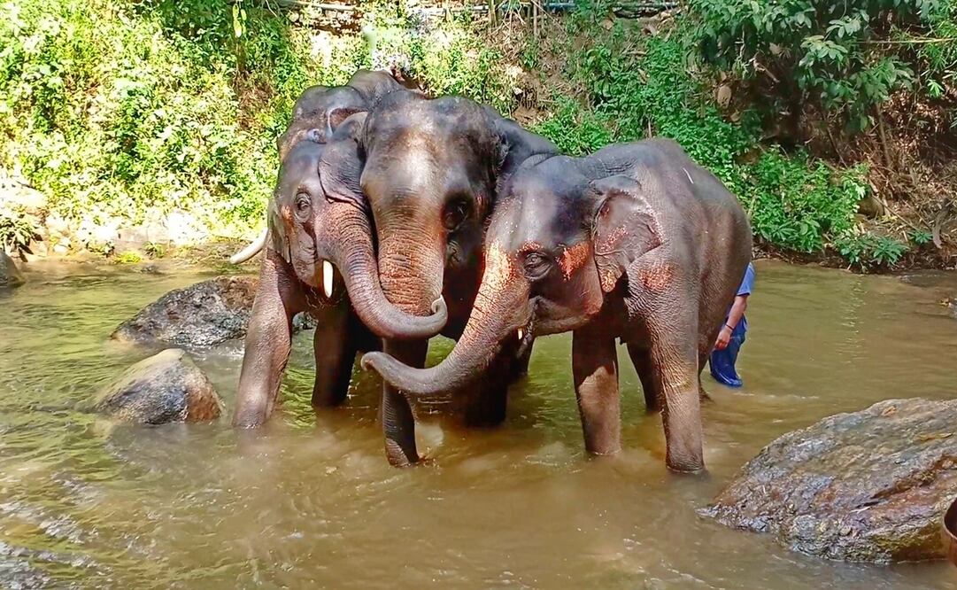 Estos elefantes actualmente disfrutan de un entorno natural y apropiado para ellos. Foto: Facebook Maesa Elephant Camp