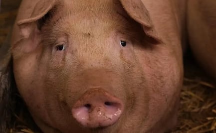 Detectan virus de gripe aviar en cerdo en EU; se trata del primer caso de este tipo