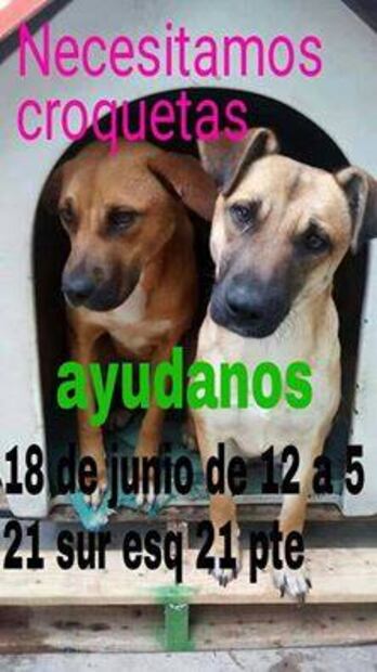 Puebla: Organizan colecta para refugio animal