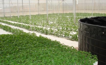 Opciones Productivas ha apoyado más de 17 mil proyectos: Sedesol