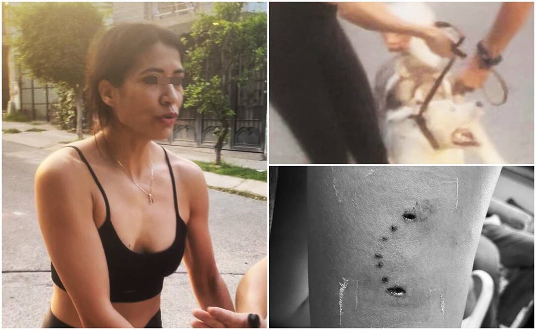 Denuncian a mujer por ordenarle a su husky matar a otro perrito y morder a una mujer. Foto: Especial