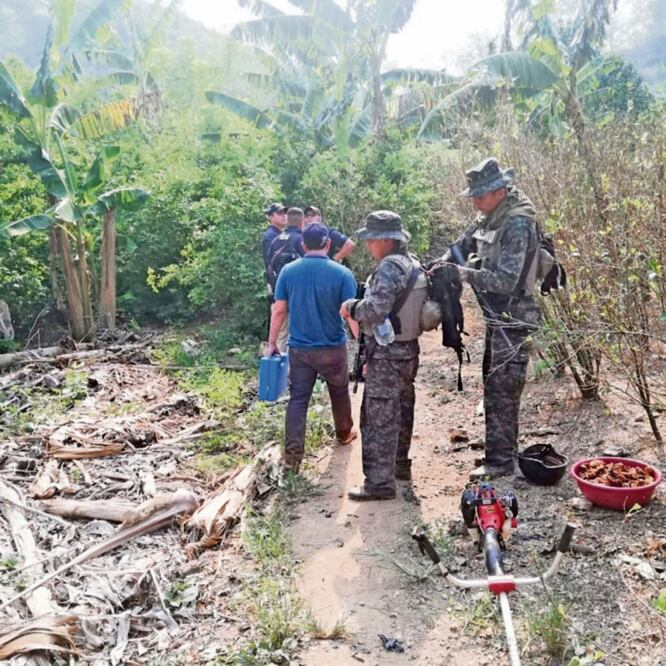 Soldados y policías hondureños recorren una plantación de hoja de coca localizada en el área nororiental de Honduras. CORTESÍA FUERZAS ARMADAS DE HONDURAS