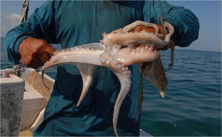 Decomisan 50 kilos de pulpo en Yucatán