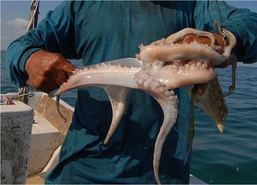 Decomisan 50 kilos de pulpo en Yucatán